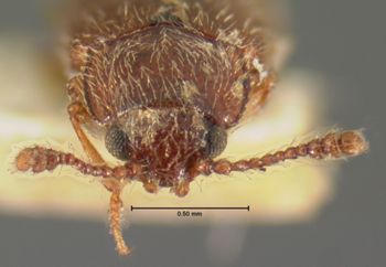 Media type: image;   Entomology 6838 Aspect: head frontal view